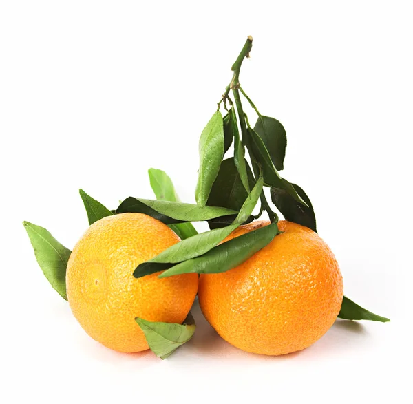 Two tangerines — стокове фото