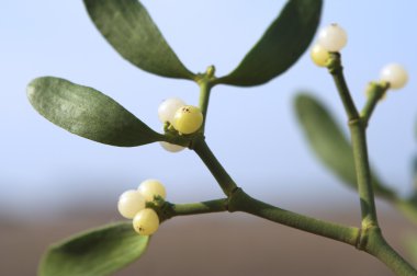 Mistletoe plant close-up clipart