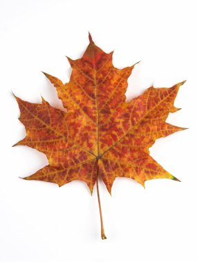 Orange maple leaf clipart