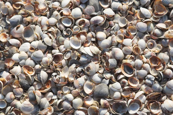 Fondos de concha marina — Foto de Stock