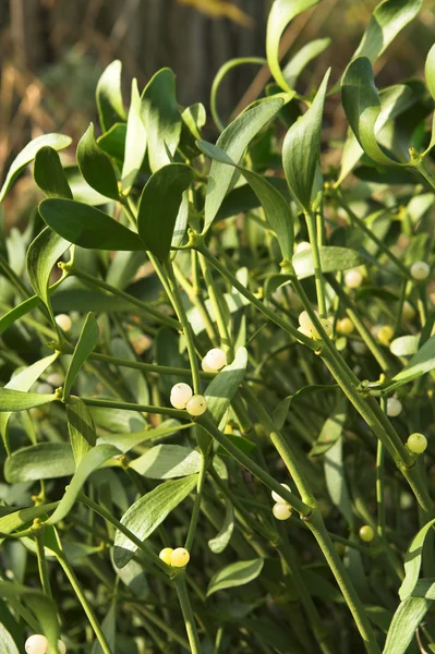 Mistletoe plant — Stock Photo, Image