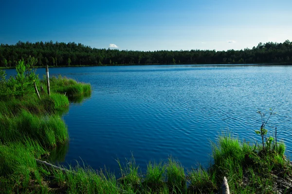 stock image Forest lake