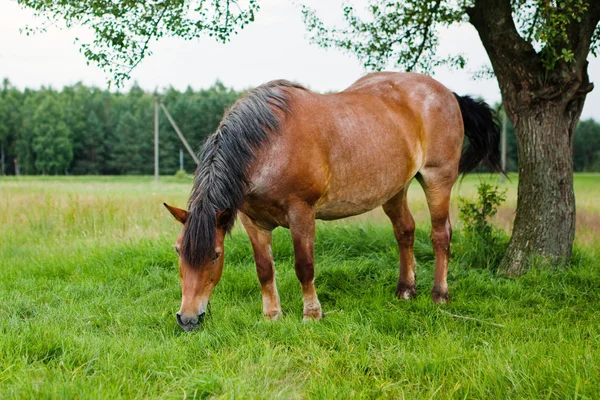 Cavalo em um prado — Fotografia de Stock