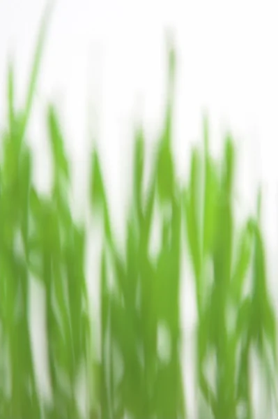Zielona trawa blured — Zdjęcie stockowe