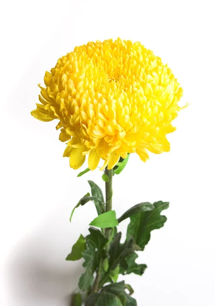 stock image Chrysanthemum flower