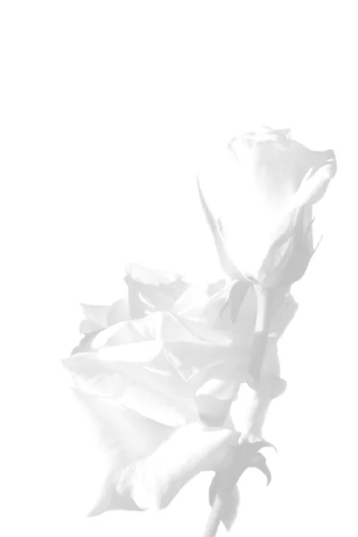 Úhrady jsou bílé růže — Stock fotografie