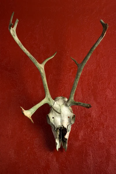Herten schedel — Stockfoto