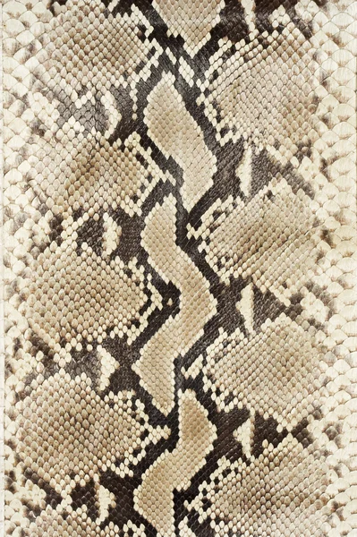 皮革 （垂直的蛇) — 图库照片