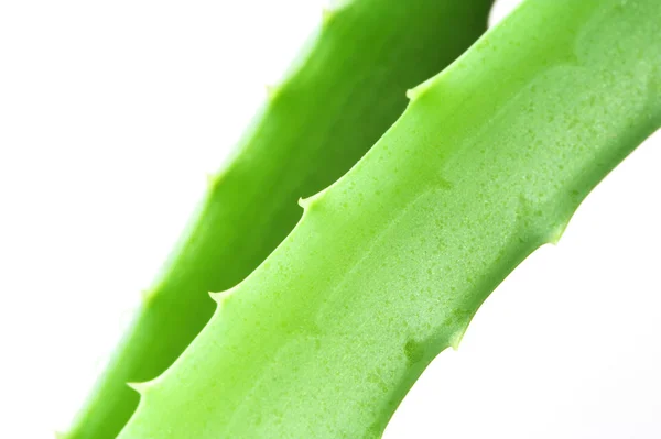 Aloe vera blad — Stockfoto