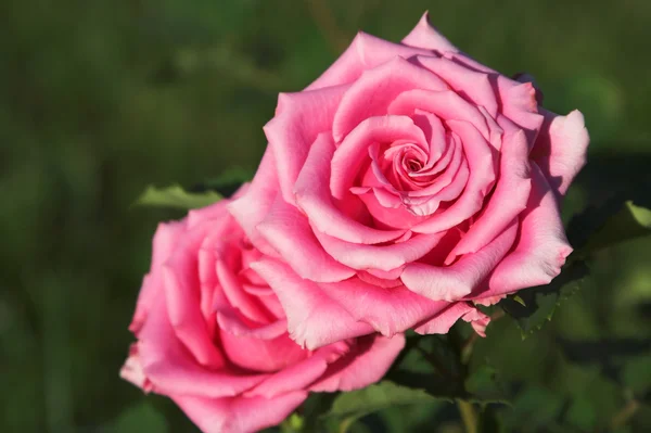 Due rose rosa — Foto Stock