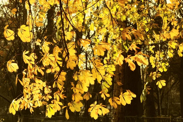 Chestnut tree autumn background — Stock Photo, Image