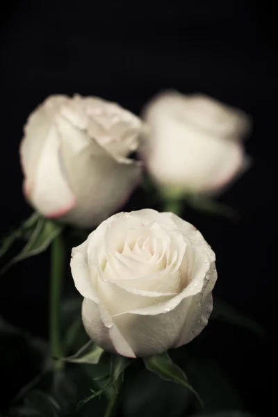 Μπεζ τριαντάφυλλα — Φωτογραφία Αρχείου