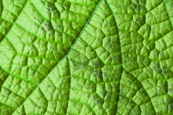 Grönt blad struktur — Stockfoto
