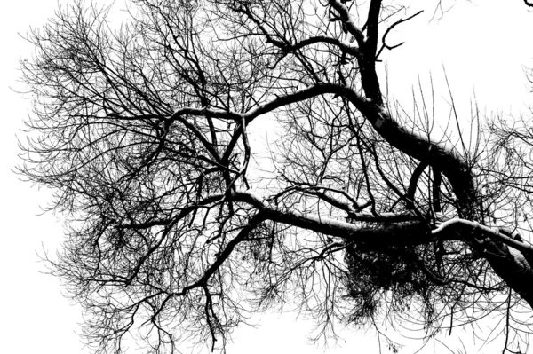 Bare branches 3 — Stock Photo, Image
