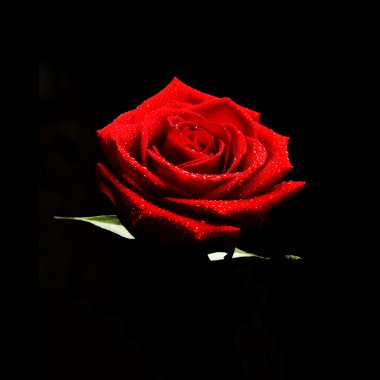 Red rose low key clipart