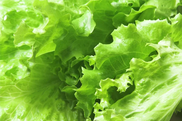 stock image Lettuce