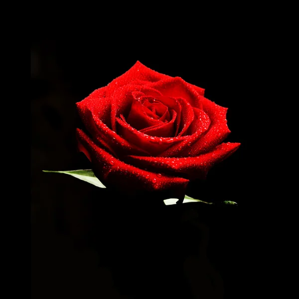 Czerwona róża niski klucz — Zdjęcie stockowe