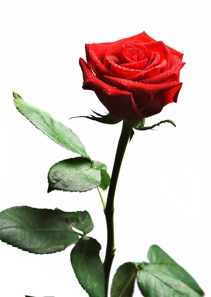 Rosa coberta de orvalho — Fotografia de Stock