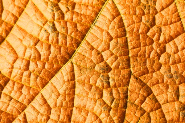 Структура красных листьев — стоковое фото