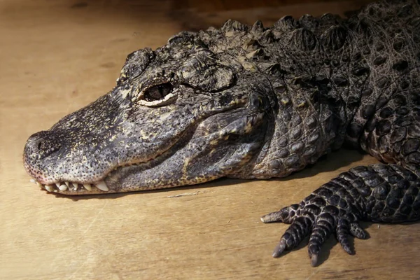 stock image Young crocodile