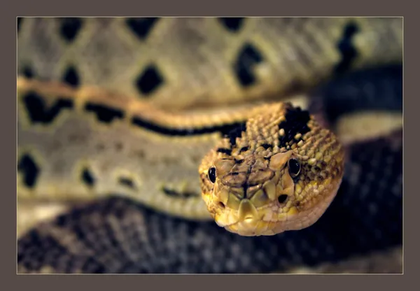 Żółty wąż — Zdjęcie stockowe