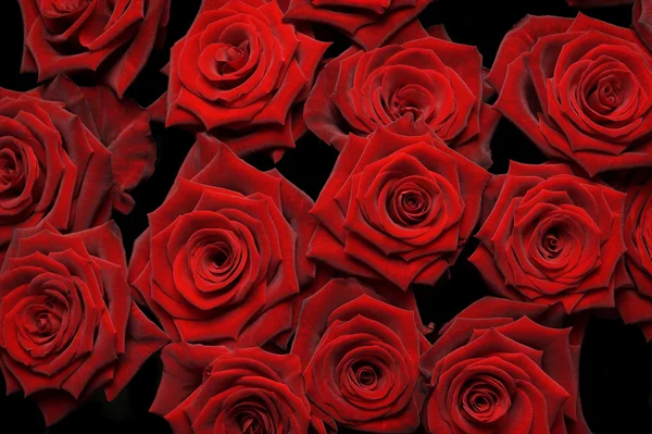 Ένα μάτσο κόκκινα τριαντάφυλλα. — Φωτογραφία Αρχείου