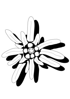 Edelweiss clipart