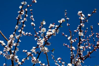 White apricot blossoms clipart