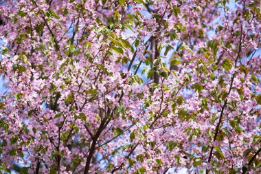 Sakura in bloom clipart