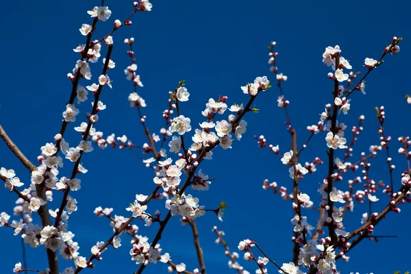White apricot blossoms — Stock Photo, Image