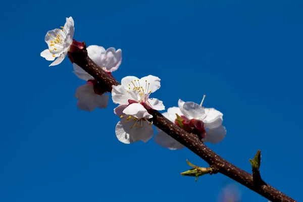 Apricot blossoms — Stock Photo, Image