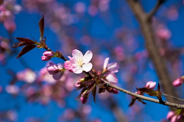 Almond blossoms — Stock Photo, Image