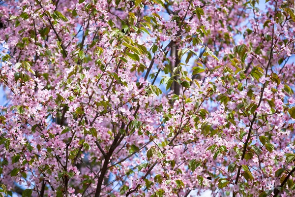 Sakura in bloom — Stock Photo, Image