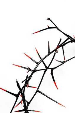 Crown of thorns close-up clipart