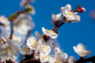 Apricot branch in bloom clipart