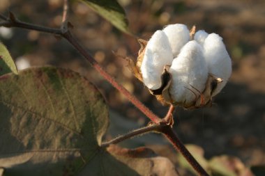 Cotton boll closeup