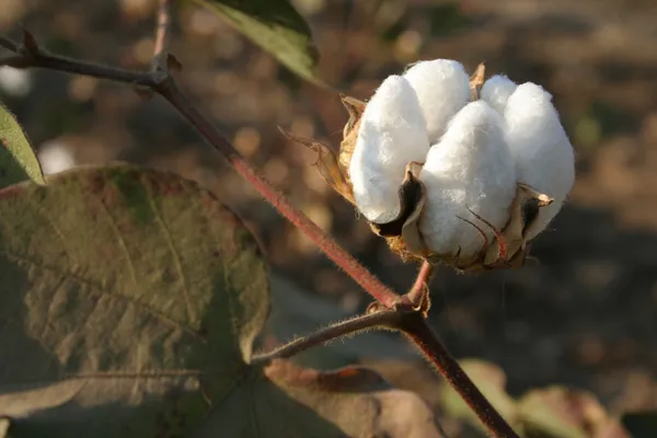 Primer plano de boll de algodón — Foto de Stock