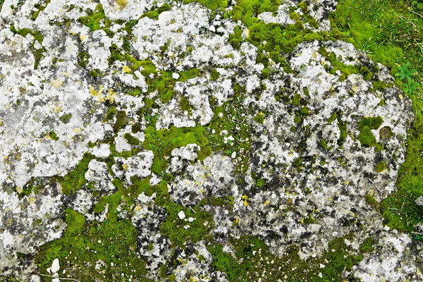 Bir taşın üzerinde yosun — Stok fotoğraf