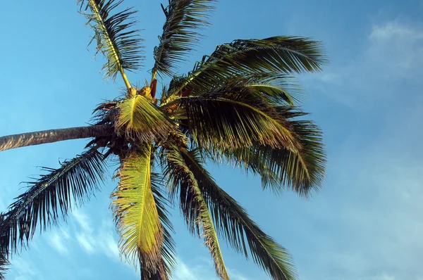 stock image Looking up at a palm tree from the beach