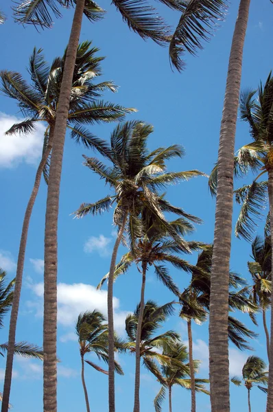 stock image Looking up at a palm tree from the beach