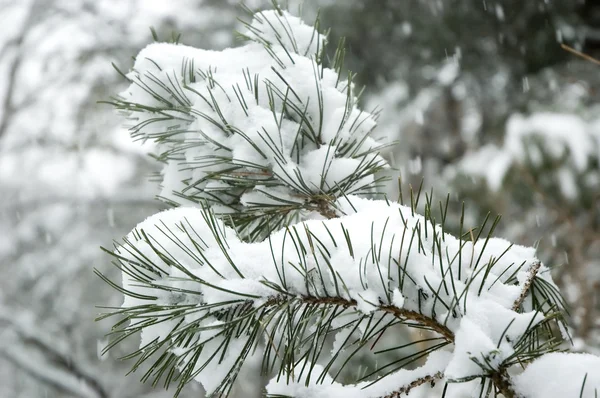 stock image Snow falling on branch of pine tree.