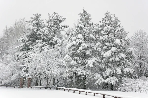 Čerstvý sníh na stromech v parku. — Stock fotografie