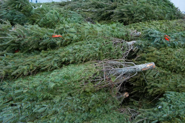 Cięcie drzewek na Boże Narodzenie — Zdjęcie stockowe