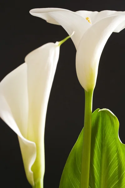 White callas — Stock Photo, Image