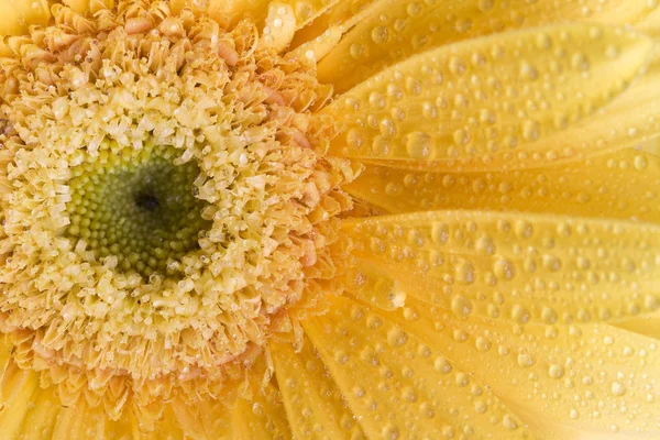 Wet yellow gerber — Stock Photo, Image