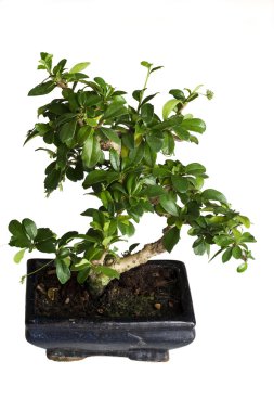 izole bonsai ağacı