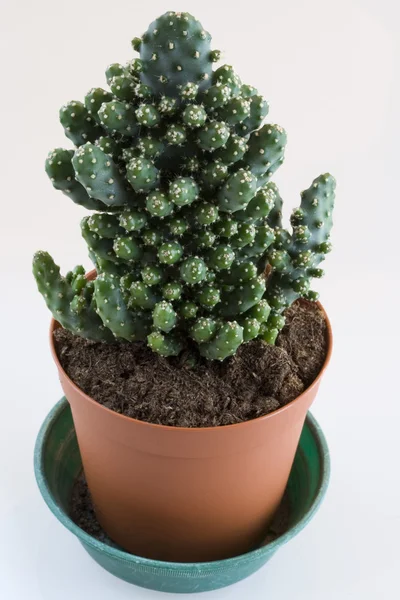 LIttle cactus — Stock Photo, Image
