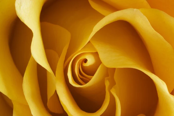 Bocciolo di rosa giallo — Foto Stock