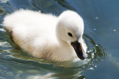 Baby swan clipart