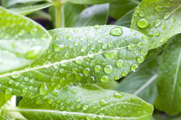 Wet leaf — Stock Photo, Image